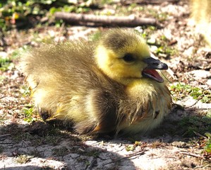 Canadian goose and fluffy cute baby goslings