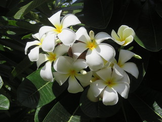 Obraz na płótnie Canvas The beautiful flower, white plumeria on Maui, Hawaii. 
