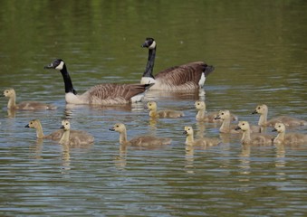Canadian goose and fluffy cute baby goslings