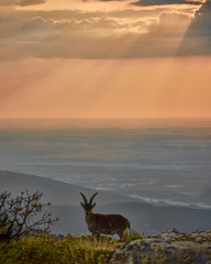 a mountain goat walks, at sunset, through the Peñalara Peak, in the Sierra de Guadarrama National Park