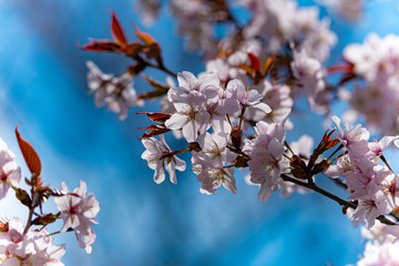 桜の頃