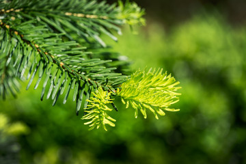 Korean fir Abies koreana close-up of bright young green needles on the branch on blurred green background in spring garden. Selective focus. Nature concept for design with place for your text