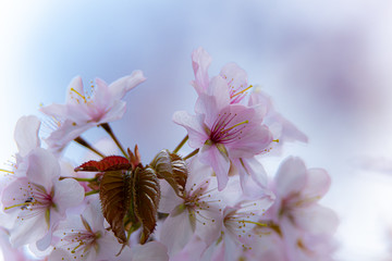 桜の頃