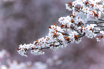 桜の頃