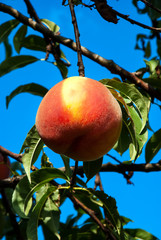 juicy peach against the blue sky in the leaves