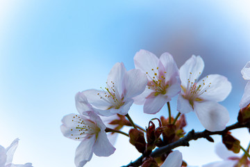 桜の頃