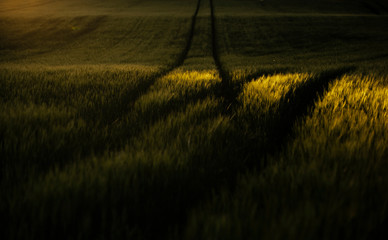 evening sunshine highlighting the texture of wheat in a field. The rural agricultural scene at sunset shows the crops with patches of sunlight at dusk.
