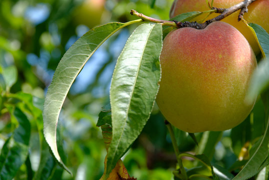 classic picture of a large peach on a tree with leaves