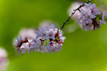 桜の頃