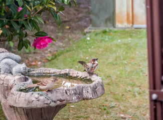 Sparrow (Passer domesticus) sitting on an ornate bird bath in an English country garden, captured through the glass of a green house