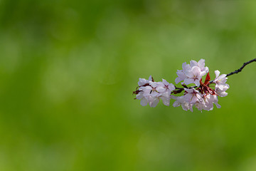桜の頃