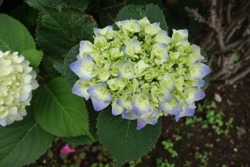 ５月の水色の紫陽花の花