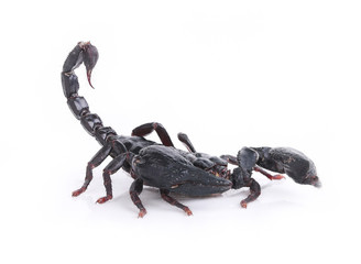 scorpion isolated on white background.