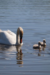 Large adult swan nesting and mothering cute   baby chicks 