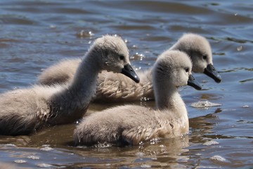 Large adult swan nesting and mothering cute   baby chicks 