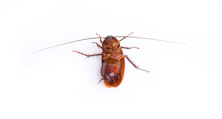 cockroach isolated on white background.