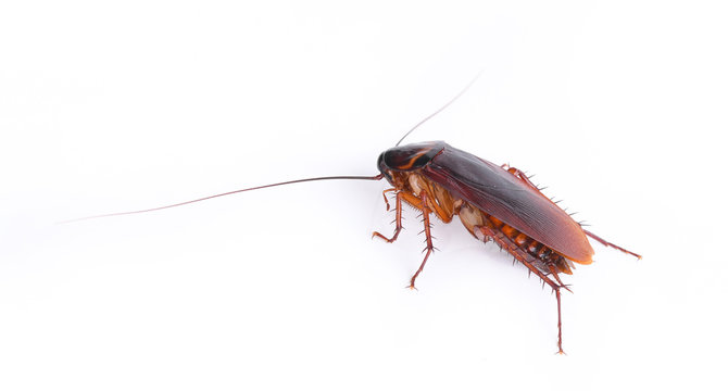 cockroach isolated on white background.