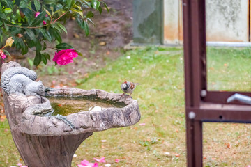 Sparrow (Passer domesticus) sitting on an ornate concrete bird bath in an English garden, captured through the glass of a glass green house