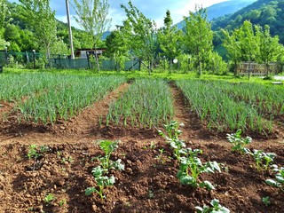 Fototapeta na wymiar Field of potato and young onion growing on the farm
