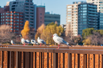 Birds in the city park with building in the background