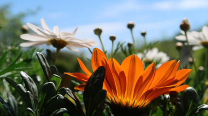 stunning closeup of fresh and bright summer flowers in the sun  - daisies and gazanias