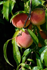 peach harvest - three ripe peaches on the tree in close-up
