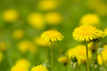 Yellow dandelion flowers (Taraxacum officinale). Dandelions field background on spring sunny day. Blooming dandelion. Medicinal wild herb. Medicine drug natural ingredient.