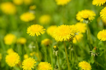 Yellow dandelion flowers (Taraxacum officinale). Dandelions field background on spring sunny day. Blooming dandelion. Medicinal wild herb. Medicine drug natural ingredient.
