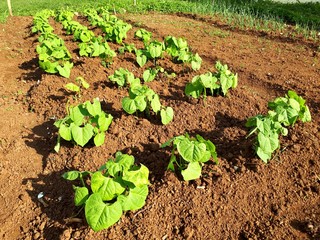 Young beans growing on the farm next to young onion