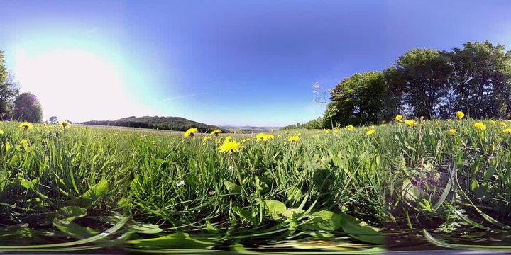 360VR, Wiese mit L&ouml;wenzahn und Pusteblumen, Taraxacum, VR360