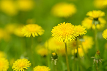 Yellow dandelion flowers (Taraxacum officinale). Dandelions field background on spring sunny day. Blooming dandelion. Medicinal wild herb. Medicine drug natural ingredient.