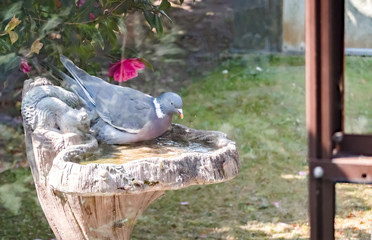 Wood pigeon (Columba palumbus) cooling off in the bird bath outside the green house on a hot day in an English country garden