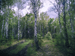 Spring forest.
The trees begin to turn green.