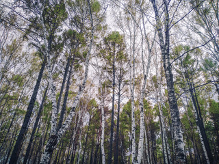 Spring forest.
The trees begin to turn green.