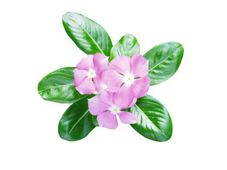 Pink flowers with green leaves isolated on a white background with clipping paths