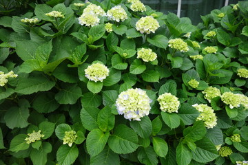 ５月の緑の紫陽花の花