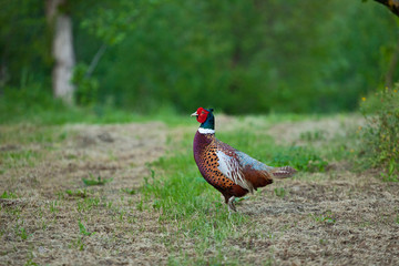 ring necked pheasant or young male phasianus colchicus fagiano  strutting or running across the grass in Italy state symbol of South Dakota.