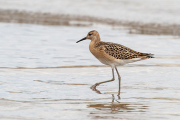 Ruff (Philomachus pugnax) bird in the natural habitat.