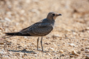 Sand Martin, (Riparia riparia) bird in the natural habitat.