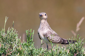 Sand Martin, (Riparia riparia) bird in the natural habitat.