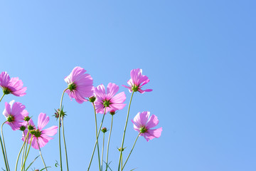 Fototapeta premium Pink cosmos flowers in the garden. Behind the beautiful blue sky