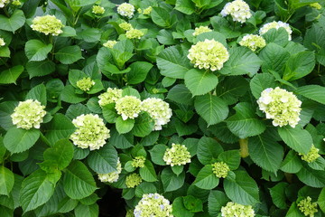 ５月の緑の紫陽花の花