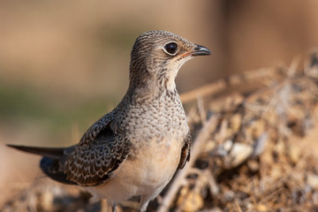 Sand Martin, (Riparia riparia) bird in the natural habitat.