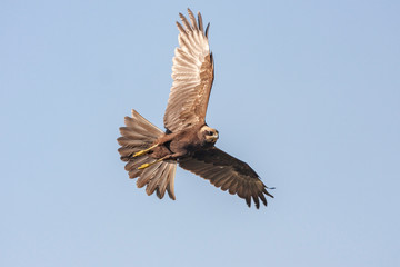 Western Marsh Harrier, Circus aeruginosus) bird in the natural habitat.