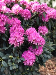 Fototapeta premium Rhododendron