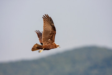 Western Marsh Harrier, Circus aeruginosus) bird in the natural habitat.
