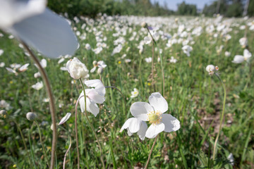 White poppy flower field. Selective focus. Windy weather