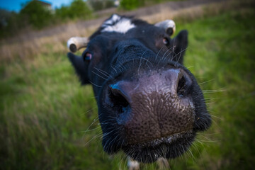 photo of a cow in a field with a big nose