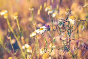 A beautiful nature background, camomile and others flowers