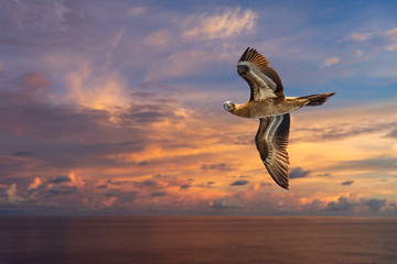 Bird